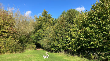 ALL THE JOY OF AUTUMN - SEPTEMBER 2025